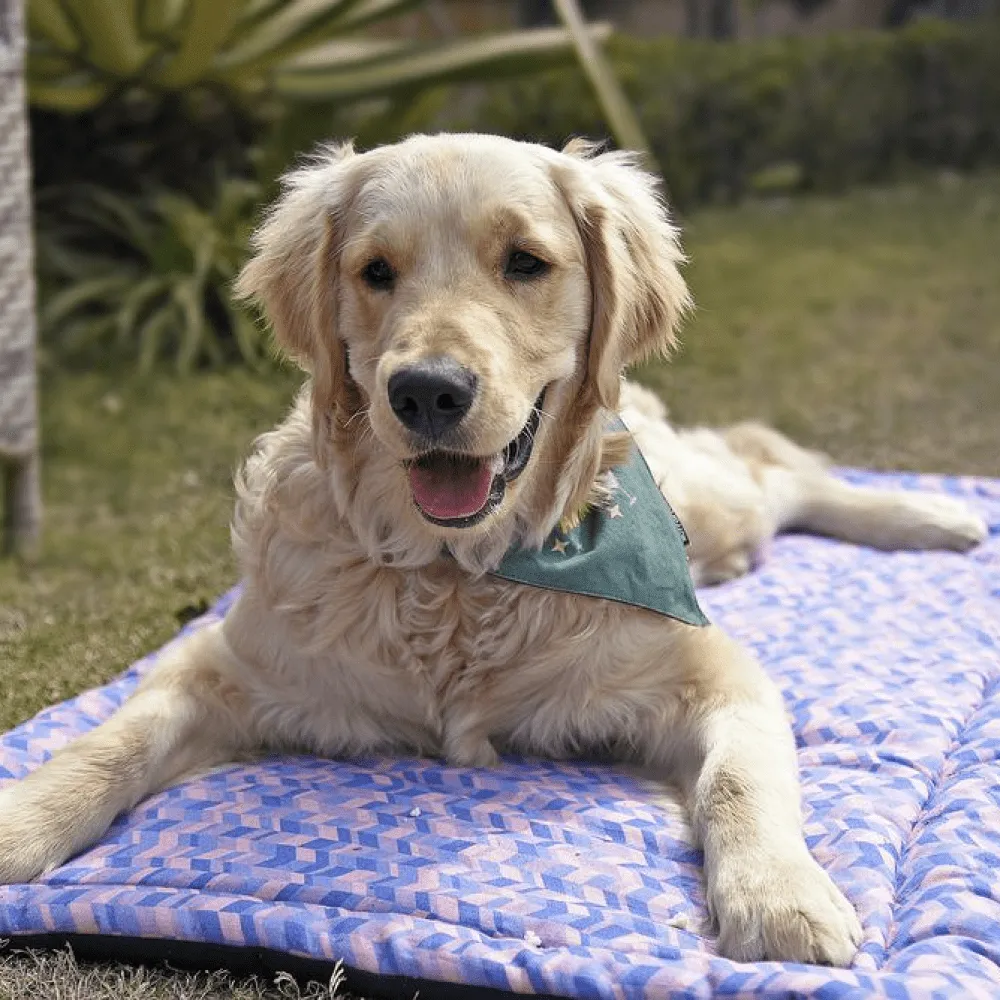 Mutt of Course Light Geometrical Mat for Dogs and Cats